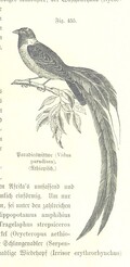 British Library digitised image from page 1061 of "Unser Wissen von der Erde. Allgemeine Erdkunde und LÃ¤nderkunde, herausgegeben unter fachmÃ¤nnischer Mitwirkung von A. Kirchhoff"