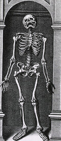 Skeleton Standing in a Small Alcove