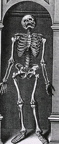 Skeleton Standing in a Small Alcove