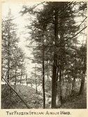The Frozen Stream - Ainslie Wood