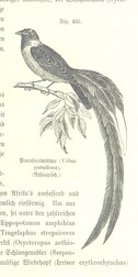 British Library digitised image from page 1061 of "Unser Wissen von der Erde. Allgemeine Erdkunde und LÃ¤nderkunde, herausgegeben unter fachmÃ¤nnischer Mitwirkung von A. Kirchhoff"