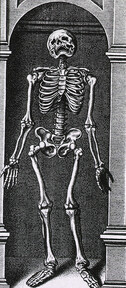Skeleton Standing in a Small Alcove