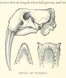 British Library digitised image from page 46 of "Nimrod in the North, or hunting and fishing adventures in the Arctic regions"