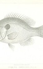 British Library digitised image from page 419 of "Exploration of the Red River of Louisiana, in ... 1852: by R. B. Marcy ... assisted by G. B. McClellan ... With reports on the natural history of the country, and ... illustrations"