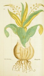 Scilla =: Meerzwibel