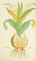 Scilla =: Meerzwibel