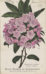 State Flower of Connecticut