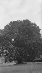 A Gallows for Cromwell?