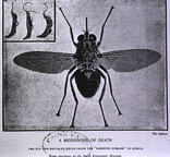 Messenger of death: [Tsetse fly]