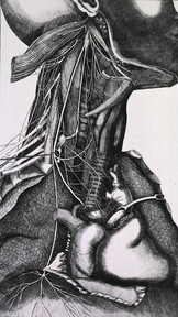 Anatomy of the neck