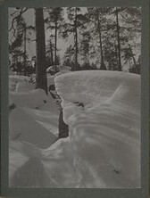 Detail of a boulder covered by snow with forest in the background
