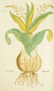 Scilla =: Meerzwibel