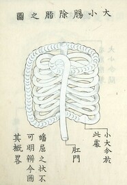 DaishoÌ„choÌ„ joshi no zu