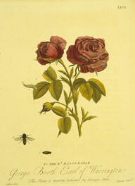 Lifecycle of a fly