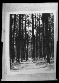 Turpentine Industry (AC159-166-012-001)