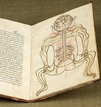 Anatomy of the human body