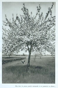 Pommiers en fleurs en Normandie