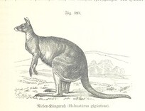 British Library digitised image from page 899 of "Unser Wissen von der Erde. Allgemeine Erdkunde und LÃ¤nderkunde, herausgegeben unter fachmÃ¤nnischer Mitwirkung von A. Kirchhoff"