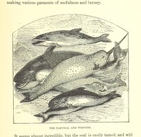 British Library digitised image from page 213 of "Our North Land: being a full account of the Canadian North-West and Hudson's Bay Route, together with a narrative of the experiences of the Hudson's Bay Expedition of 1884 ... Illustrated, etc"
