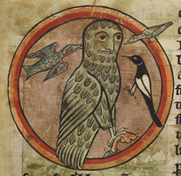 Bestiary - caption: 'Owl mobbed by smaller birds'