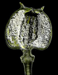 Vertical section of poppy capsule