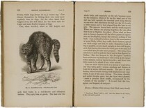 Cat terrified by a dog