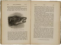 Head of a snarling dog