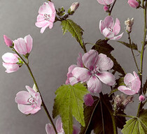 Sphaeralcea rivularis - Mountain Hollyhock
