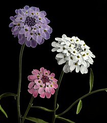Annual Candytuft