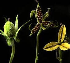 How Violets scatter their seeds: capsule open: [capsule] empty