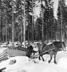 Transport of charcoal, Moraskog (Mora forest), Dalarna, Sweden