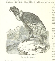 British Library digitised image from page 354 of "Nach Ecuador. Reisebilder ... Zweite, vermehrte Auflage. Mit ... Holzschnitten, etc"