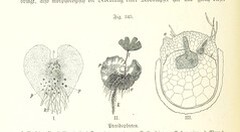 British Library digitised image from page 882 of "Unser Wissen von der Erde. Allgemeine Erdkunde und LÃ¤nderkunde, herausgegeben unter fachmÃ¤nnischer Mitwirkung von A. Kirchhoff"
