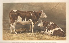 GÃ©nisses de race Cotentine