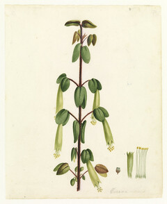 Corraa (i.e. correa) by W. Buelow Gould