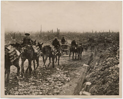 Ammunition column mules, each carrying, without rider, eight 18 pounder artillery shells
