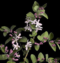 Tartarian Honeysuckle