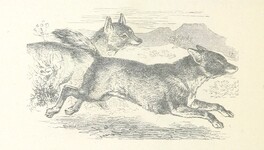 British Library digitised image from page 118 of "Vita Africana. Riccordi d'un viaggio nel Sudan Orientale. Opera ... illustrata"