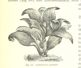 British Library digitised image from page 231 of "Nach Ecuador. Reisebilder ... Zweite, vermehrte Auflage. Mit ... Holzschnitten, etc"