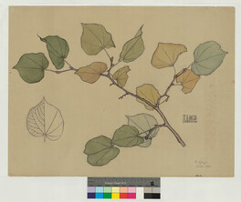 Lehmus, mittauspiirustus