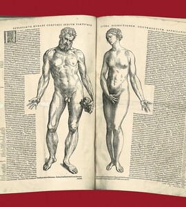 Externarvm hvmani corporis sedivm partivmve