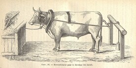 Harnachement pour le dressage des boeufs
