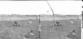 That sheep may safely graze...