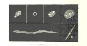 British Library digitised image from page 650 of "L'Espace cÃ©leste et la nature tropicale, description physique de l'univers ... prÃ©face de M. Babinet, dessins de Yan' Dargent"