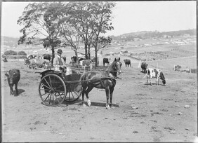 Alcock Brothers milk cart and dairy herd, New Town/Lenah Valley? (c1900s)