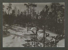 Snow-covered forest with a visible trail in the snow