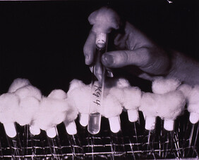 Cold virus research: Test Tubes