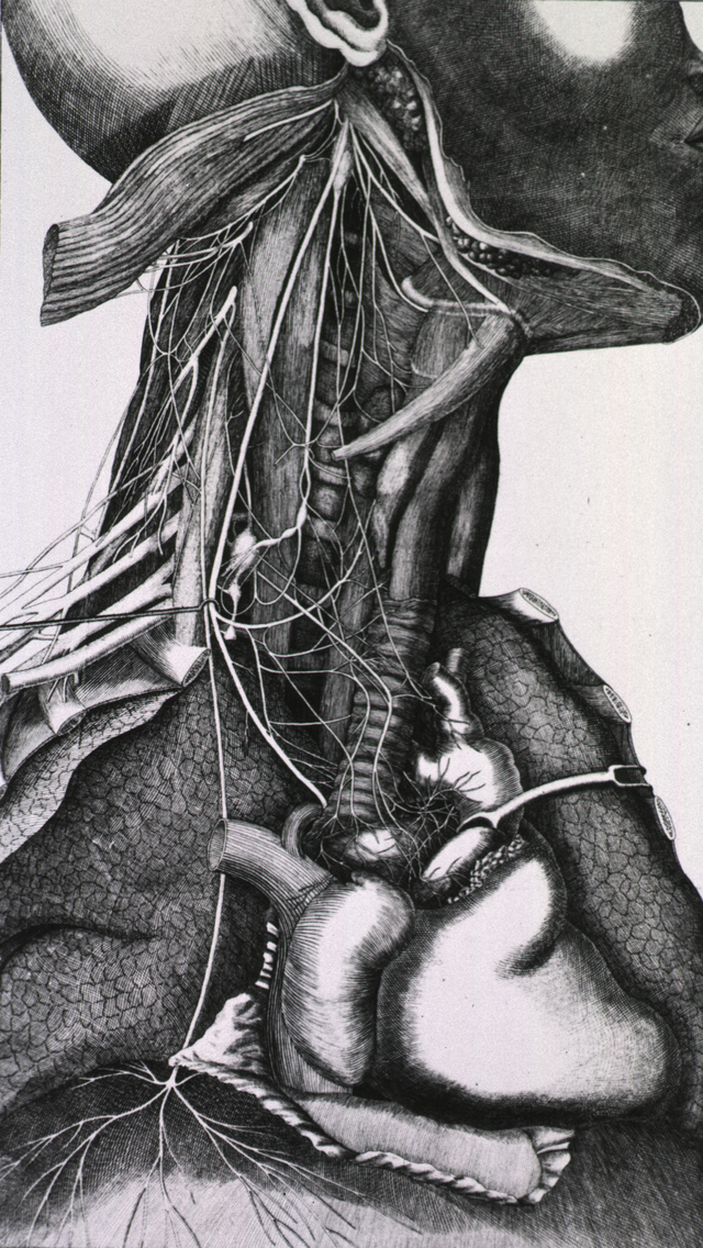 Anatomy of the neck